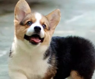 本地犬舍柯基犬 柴犬法牛英牛比熊博美泰迪雪纳瑞巴哥 本地犬舍柯基犬 柴犬法牛英牛比熊博美泰迪雪纳瑞巴哥