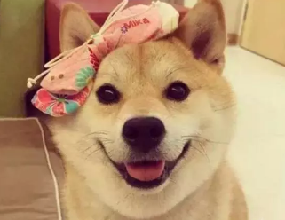 本地犬舍柯基犬 柴犬法牛英牛比熊博美泰迪雪纳瑞巴哥 本地犬舍柯基犬 柴犬法牛英牛比熊博美泰迪雪纳瑞巴哥