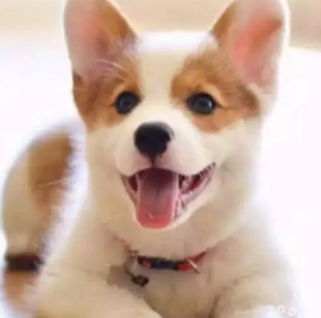 本地犬舍柯基犬 柴犬法牛英牛比熊博美泰迪雪纳瑞巴哥 本地犬舍柯基犬 柴犬法牛英牛比熊博美泰迪雪纳瑞巴哥