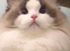 ˫������ ������żСè���޲���Ѣ ��Ůèֵ��ӵ��