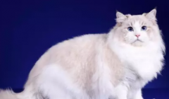 ˫������ ������żСè���޲���Ѣ ��Ůèֵ��ӵ��