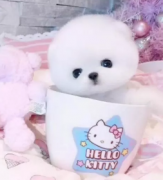 ���쾫Ʒ������Ȯ���� ���ع���ֻ��ѡ ������������