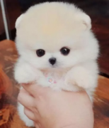 ���쾫Ʒ������Ȯ���� ���ع���ֻ��ѡ ������������