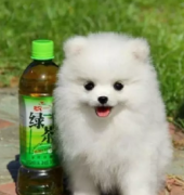 ���쾫Ʒ������Ȯ���� ���ع���ֻ��ѡ ������������