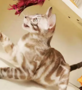 �����ϼ�����èͷ������������ɫ�ڰ׷�������˧��