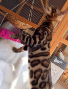 �����ϼ�����èͷ������������ɫ�ڰ׷�������˧��