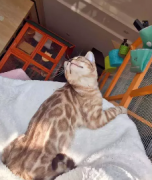 �����ϼ�����èͷ������������ɫ�ڰ׷�������˧��